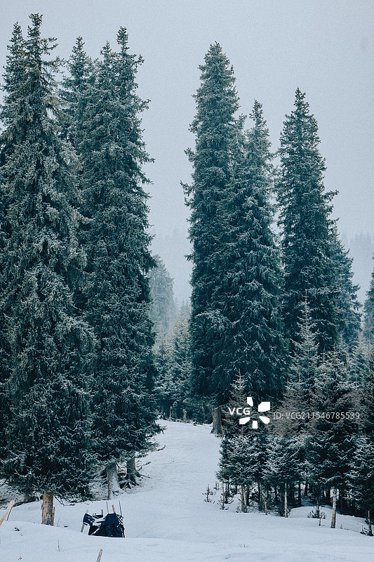 森林 冬季 雪天 松林 树木 植被 凛冬将至 寒冷 北境 北疆 新疆旅行 自驾游图片素材