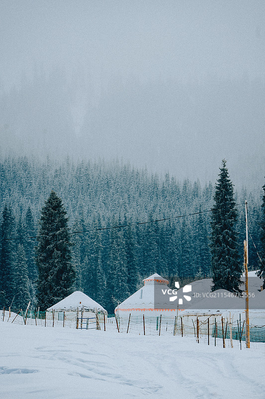森林 冬季 雪天 松林 树木 植被 凛冬将至 寒冷 北境 北疆 新疆旅行 自驾游图片素材
