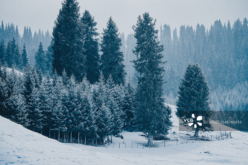 森林 冬季 雪天 松林 树木 植被 凛冬将至 寒冷 北境 北疆 新疆旅行 自驾游图片素材