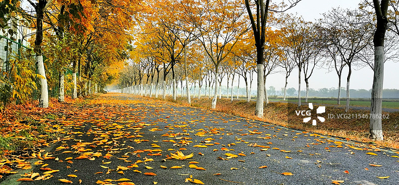 《金秋》—— 合肥环湖北路牛角大圩五谷丰登国泰民安！图片素材