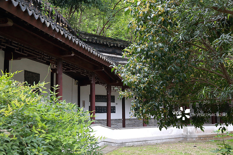 镇江焦山碑林秋季风景（金桂花开）图片素材