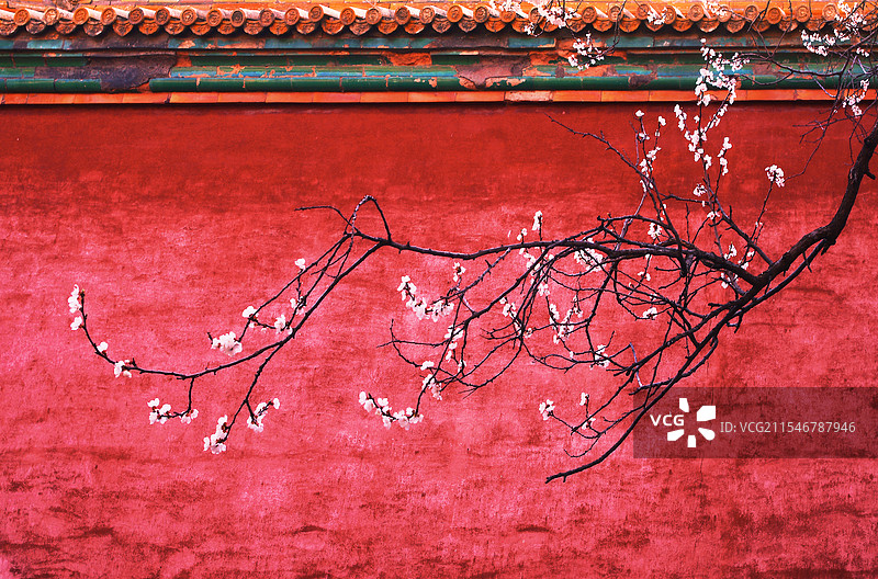 春天故宫红墙外的一树花图片素材