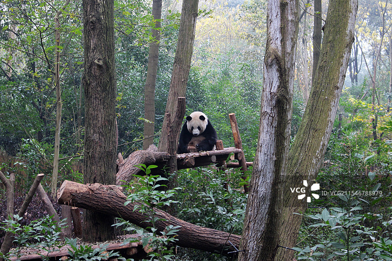 大熊猫繁育研究基地山峦含黛，碧水如镜，林涛阵阵，百鸟谐鸣，被誉为“国宝的自然天堂，我们的世外桃源”图片素材
