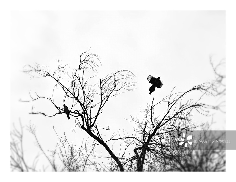 树梢上的鸟儿展翅飞翔的视图图片素材