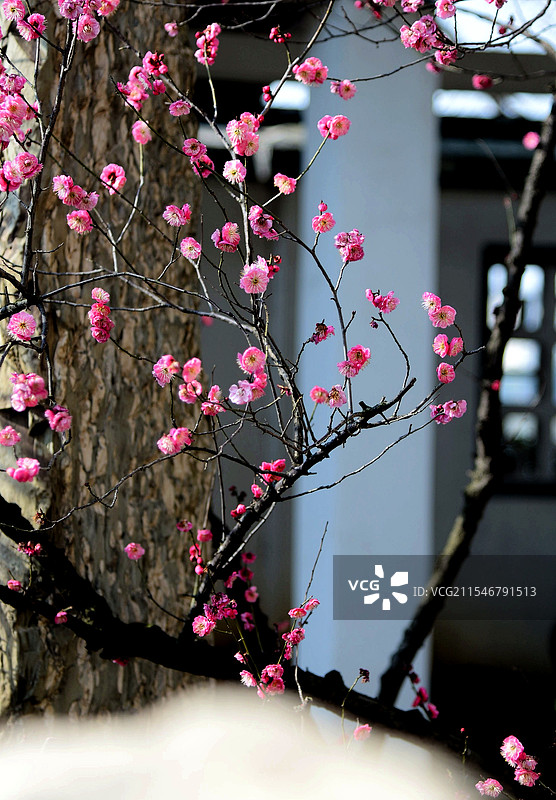 金陵春梅图片素材