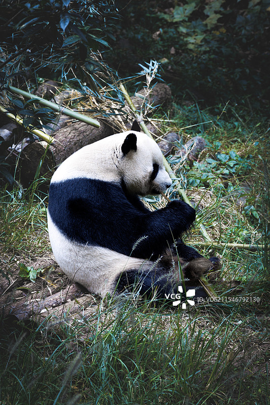 熊猫吃竹子图片素材