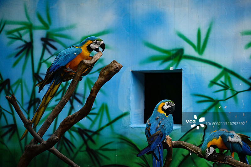 枝头的两只金刚鹦鹉图片素材