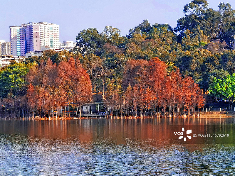 广州麓湖落羽杉图片素材