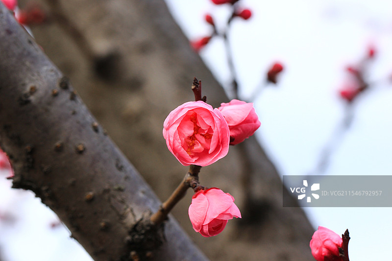 立春时节含苞待放的红梅图片素材