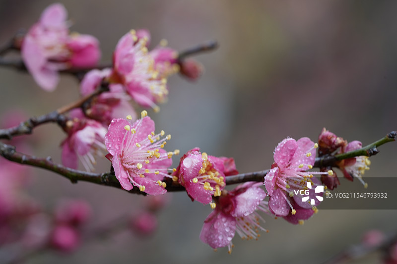 浪漫梅花特写 粉色梅花静物 粉色花瓣与枝干抽象构图图片素材
