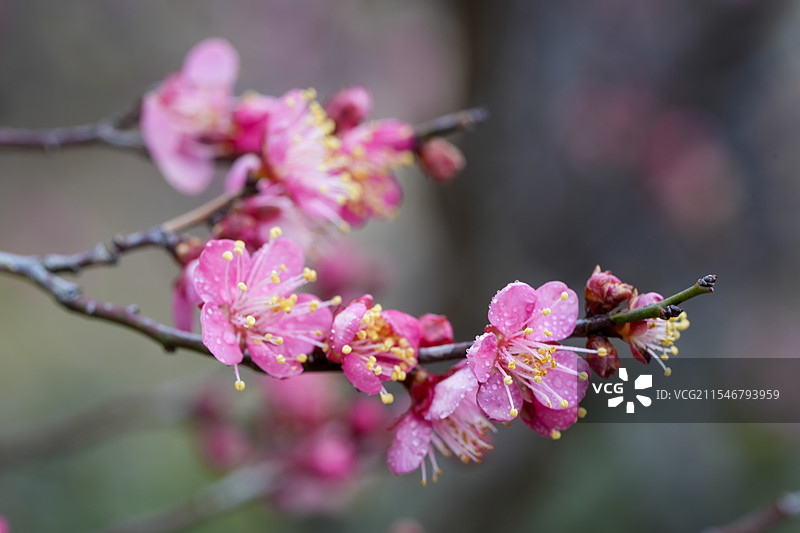 浪漫梅花特写 粉色梅花静物 粉色花瓣与枝干抽象构图图片素材