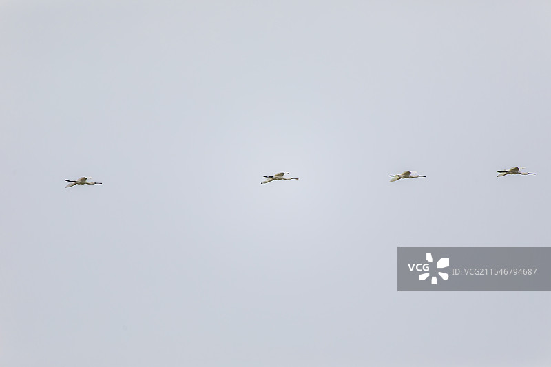 白琵鹭图片素材