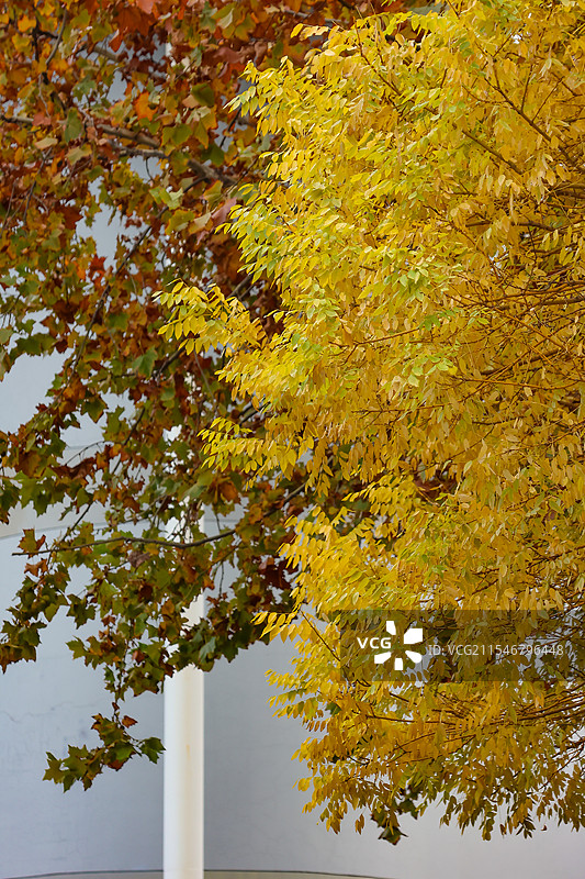 校园秋景图片素材