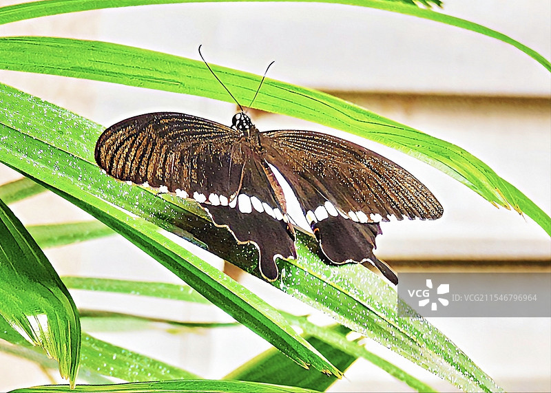 白蛱蝶图片素材