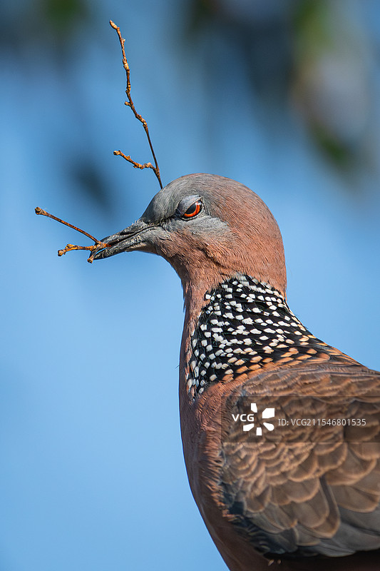 珠颈斑鸠图片素材