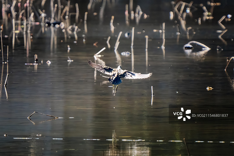 黑水鸡飞行图片素材