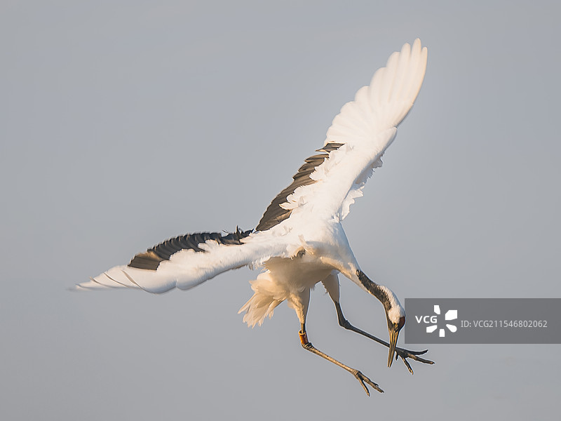 丹顶鹤图片素材