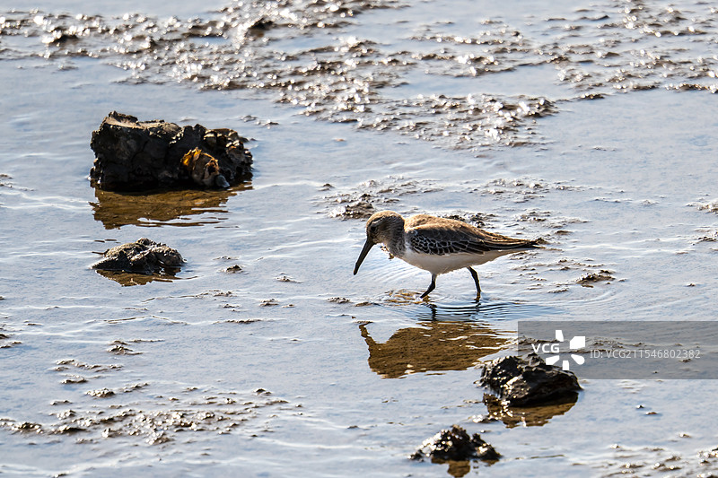 黑腹滨鹬图片素材