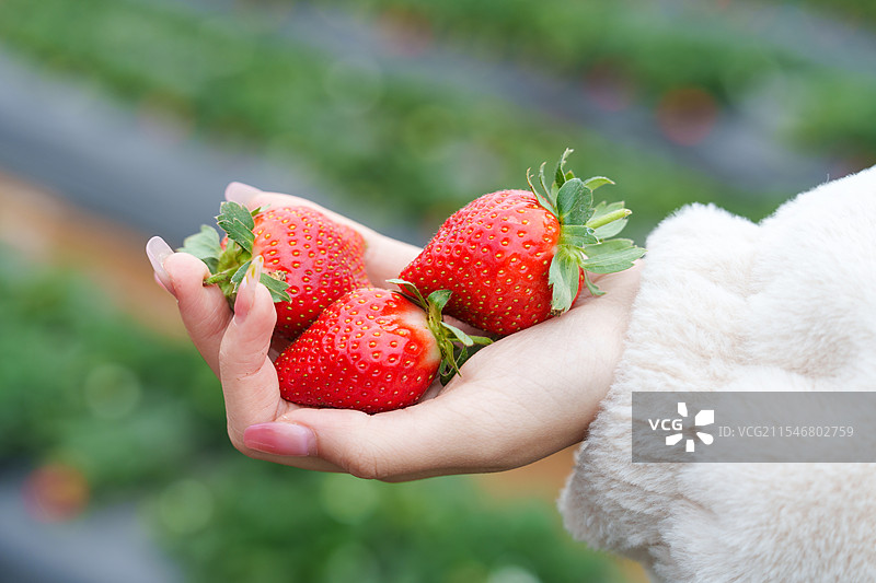 手握草莓的特写图片素材