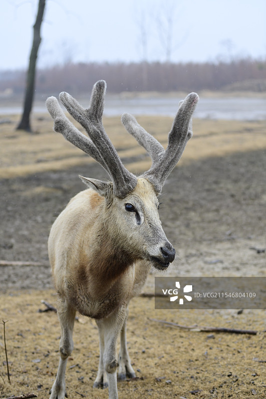 神兽麋鹿图片素材