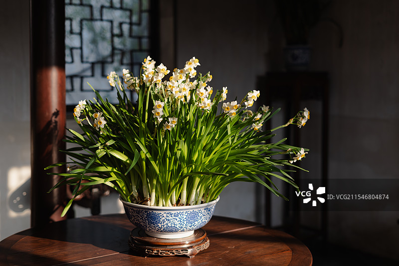 苏州园林里的新春水仙花图片素材