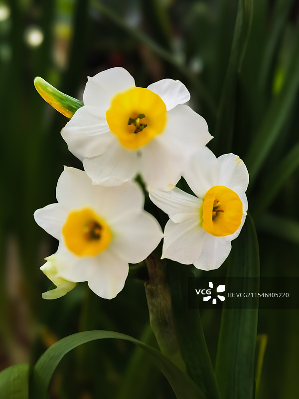 水仙花图片素材
