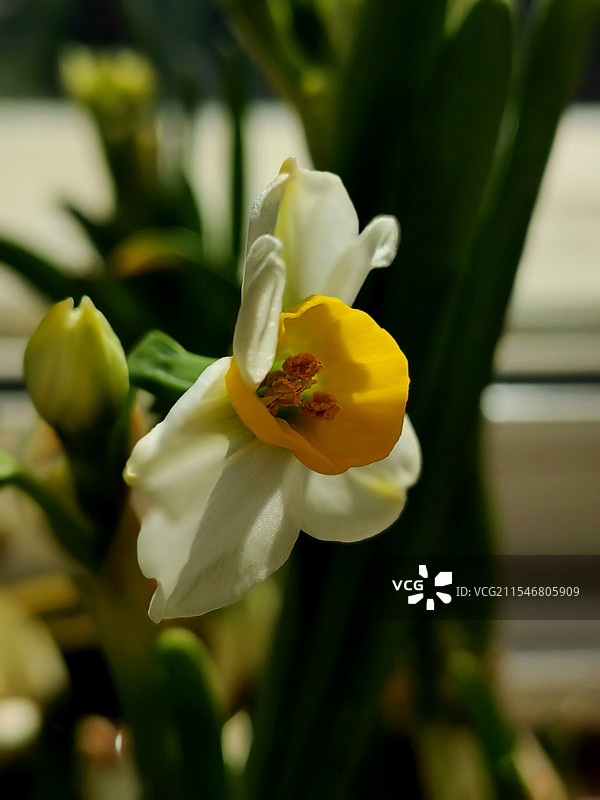 水仙花特写图片素材