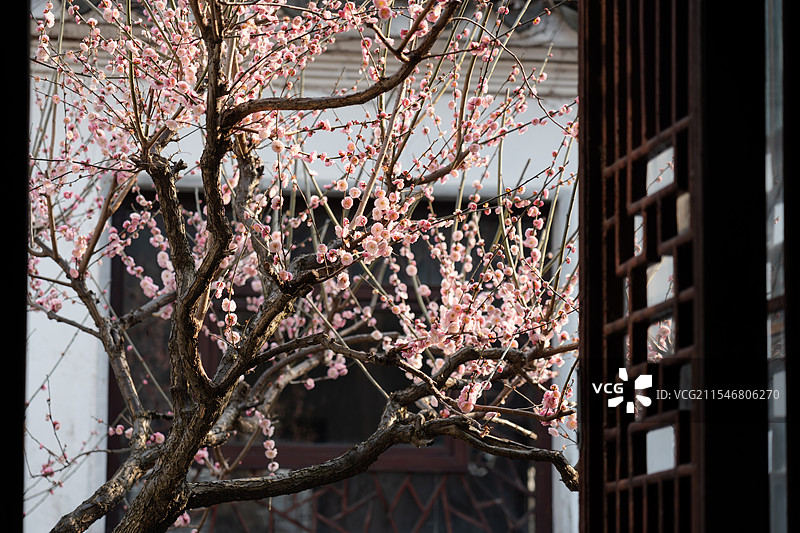 苏州园林的梅花图片素材