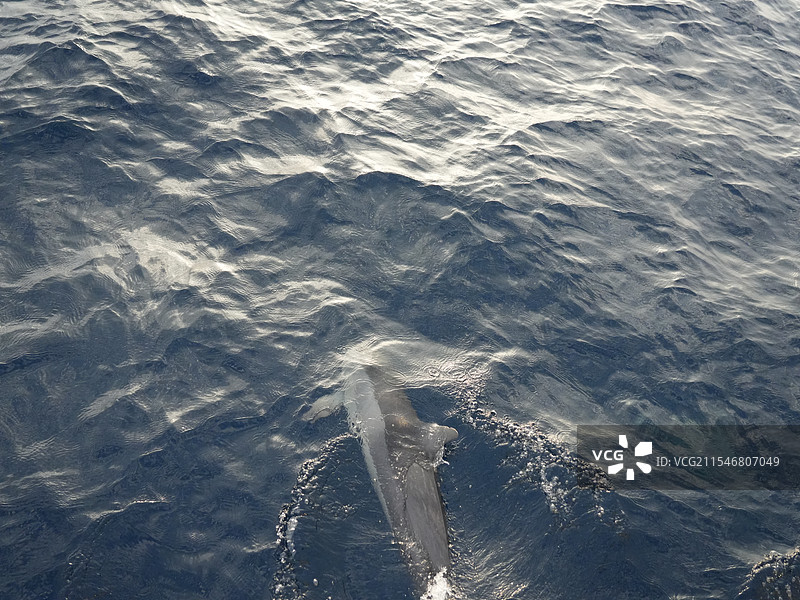 马尔代夫印度洋海豚在海里游泳的高角度视图图片素材