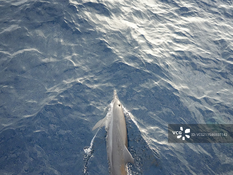 马尔代夫印度洋海豚在海里游泳的高角度视图图片素材