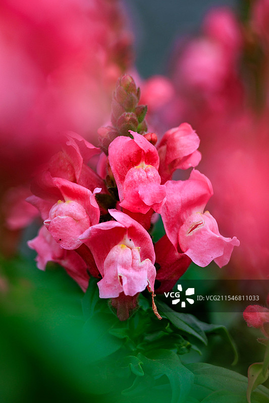 金鱼草图片素材