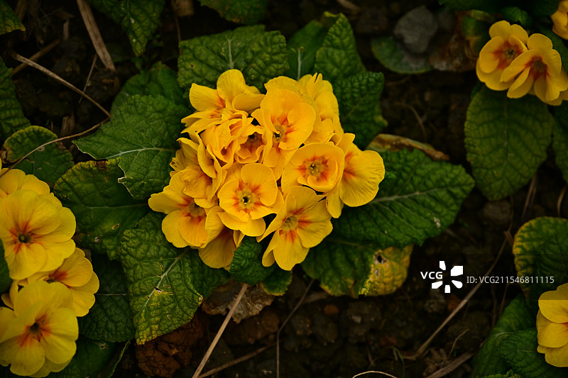 新都音乐百花谷，报春花图片素材