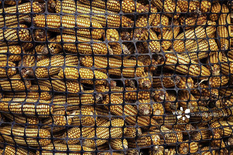 玉米 仓储 粮食图片素材