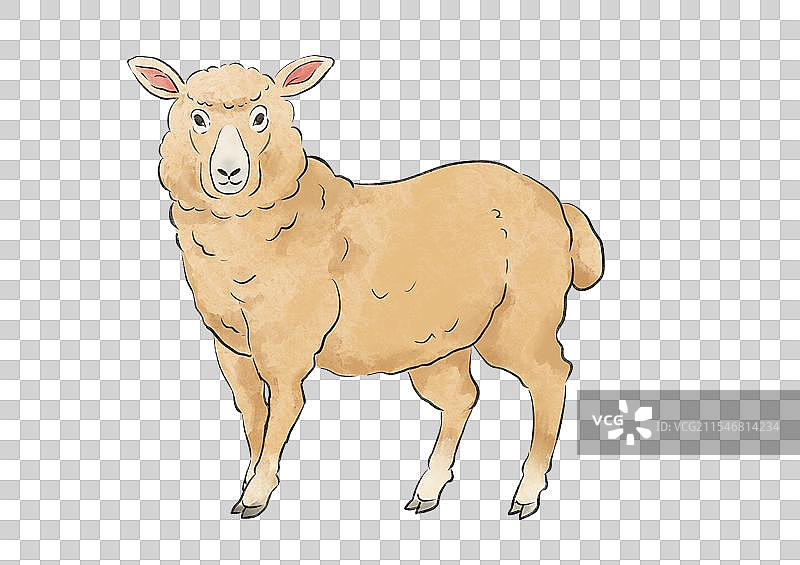 一只绵羊动物手绘插画元素图片素材