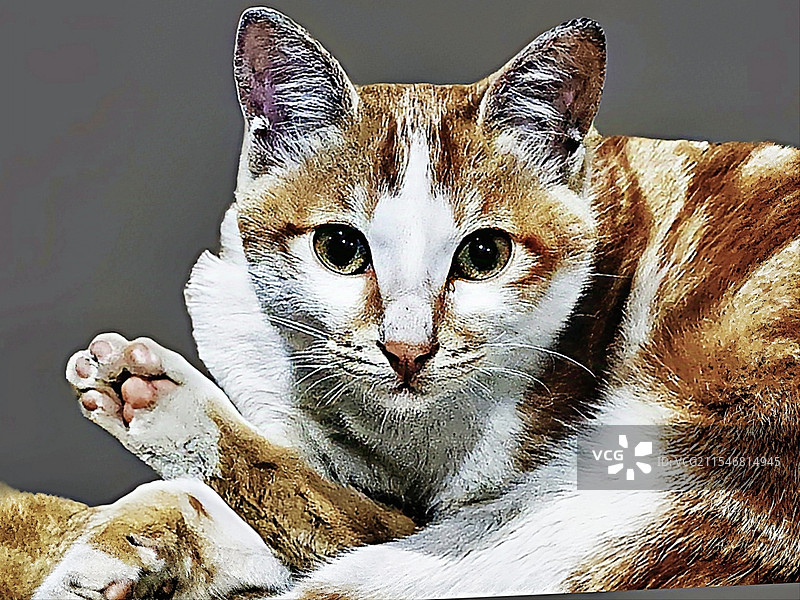 小大阳猫咪图片素材