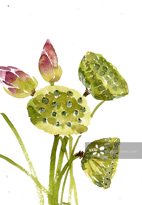 荷尖与莲蓬图片素材