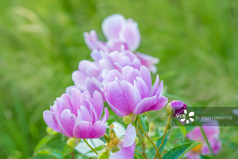 紫色芍药花图片素材