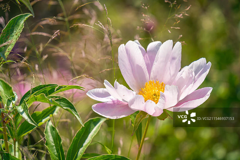 芍药花图片素材