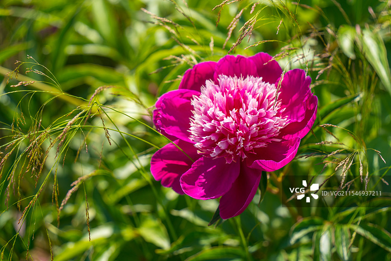 芍药花图片素材