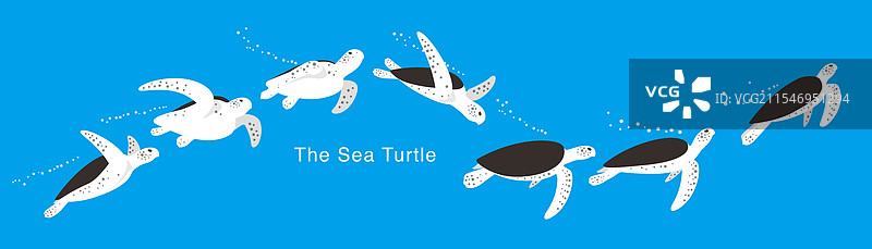 海龟在海中游泳，游得很欢快图片素材