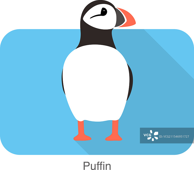 冰岛可爱的平面图鸥图片素材