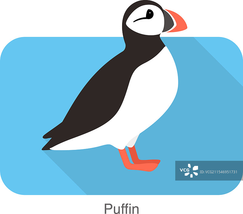 冰岛可爱的平面小海雀宝宝图片素材