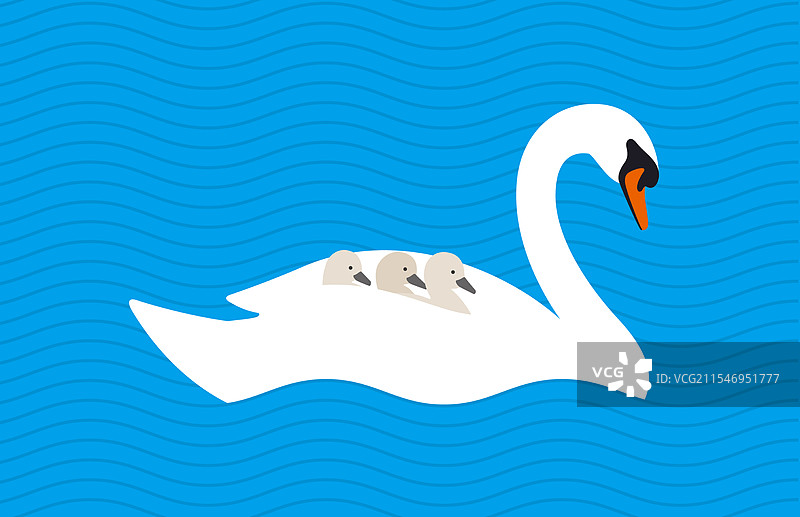 湖中母天鹅背上的小天鹅图片素材