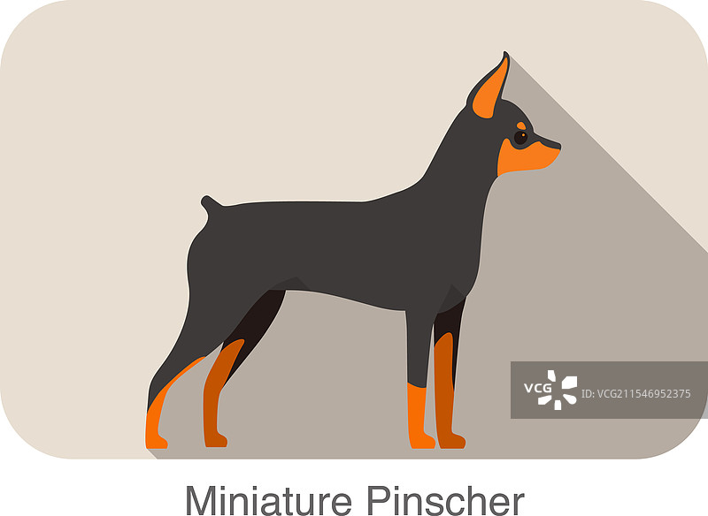 迷你杜宾犬品种扁平图标设计图片素材