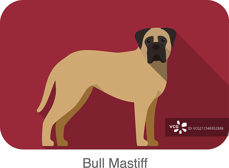 站在地面上的斗牛獒犬图片素材