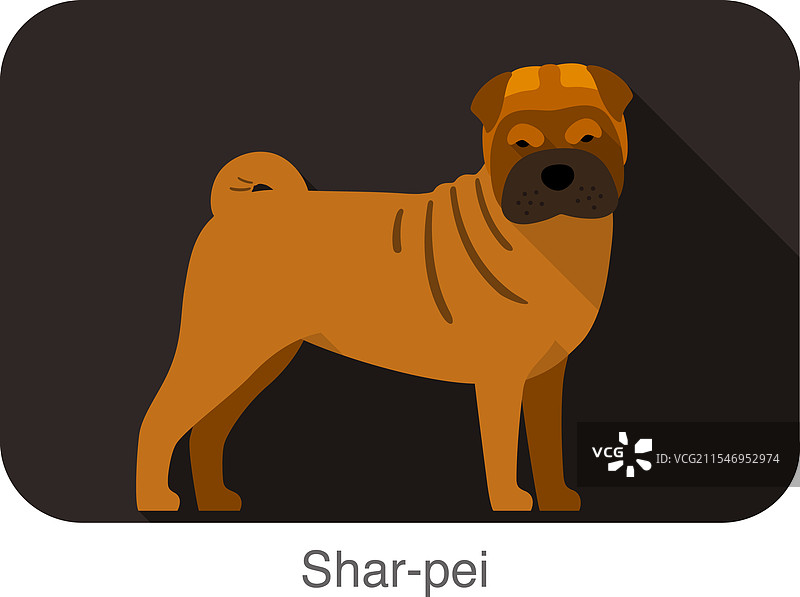 站在地面上的沙皮狗品种图片素材