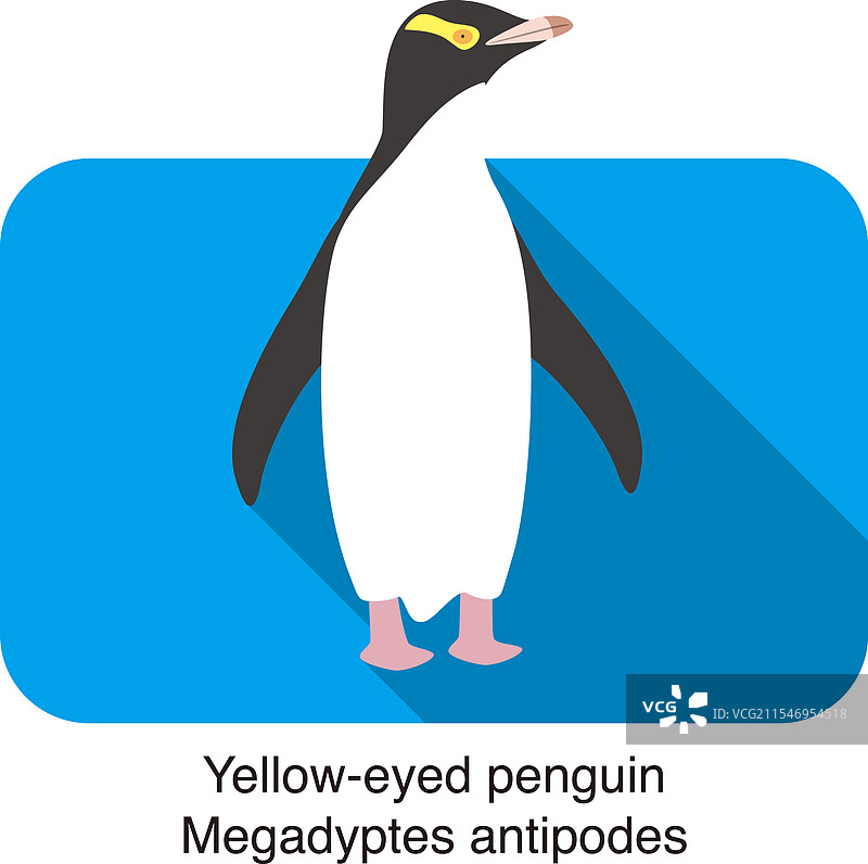 南极大企鹅站在上面图片素材