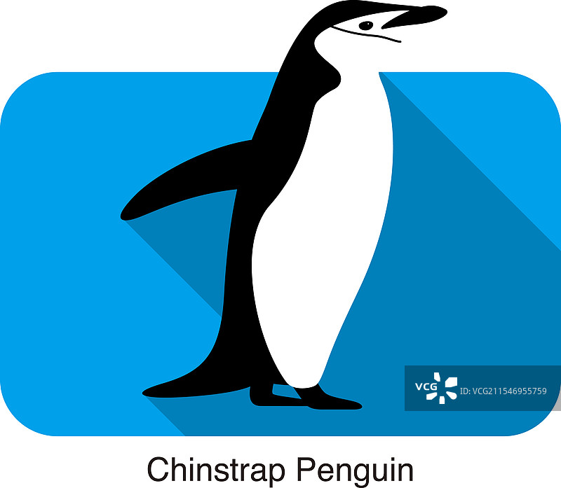 站在地面上的温哥华企鹅图片素材