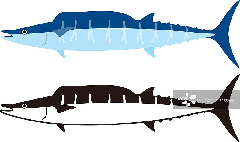 侧面视图的瓦胡鱼图片素材
