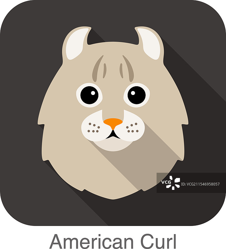 美国卷耳猫品种面孔卡通扁平图图片素材
